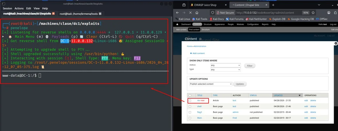 Reverse shell recibida desde DC-1 como www-data y estabilizada a PTY; a la derecha, el artículo publicado en Drupal