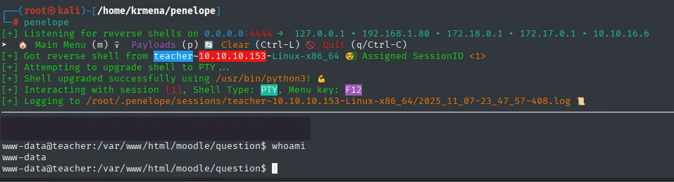 Penelope recibiendo la reverse shell manual desde teacher, con la sesión actualizada a PTY y whoami devolviendo www-data